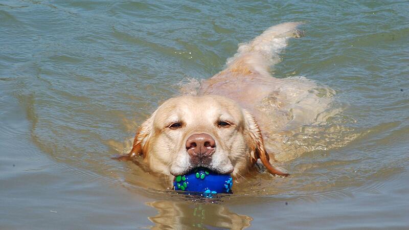 Ein Bad zur Erfrischung ist bei der Hitze ein Segen f&uuml;r Hunde. Doch im Wasser lauert  auch Gefahr.