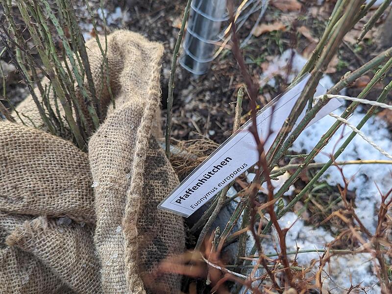 An den Rand des neuen W&auml;ldchens kommt eine bunte Mischung aus Str&auml;uchern, darunter Pfaffenh&uuml;tchen, um V&ouml;geln und Insekten Fr&uuml;chte und Nistpl&auml;tze zu bieten.
