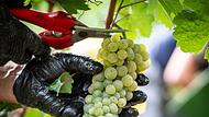 Weinlese in Rheinland-Pfalz Weinlese in Rheinland-Pfalz