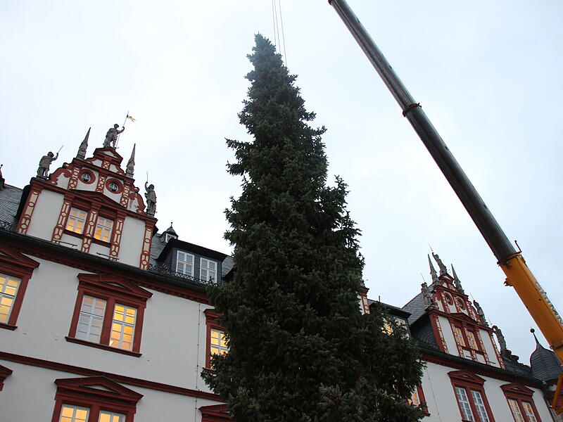 Der Coburger Weihnachtsbaum 2023 ist da