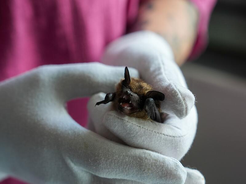 Breitflügelfledermaus Breitflügelfledermaus