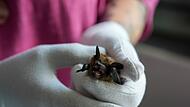 Breitflügelfledermaus Breitflügelfledermaus