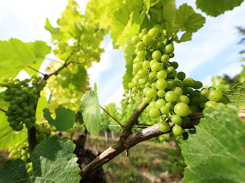 Fränkische Weinlese