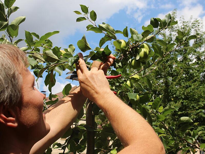 Beim Sommerschnitt sollte nicht zu viel aus der Krone entfernt werden.