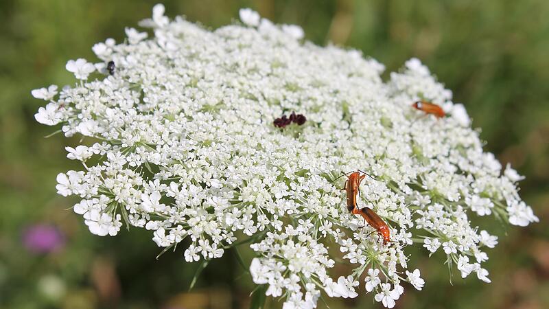 Die Blütendolde der wilden Möhre hat einen kleinen schwarzen Punkt in der Mitte, der Insekten anlockt. Die Blütendolde der wilden Möhre hat einen kleinen schwarzen Punkt in der Mitte, der Insekten anlockt.