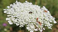 Die Bl&uuml;tendolde der wilden M&ouml;hre hat einen kleinen schwarzen Punkt in der Mitte, der Insekten anlockt.