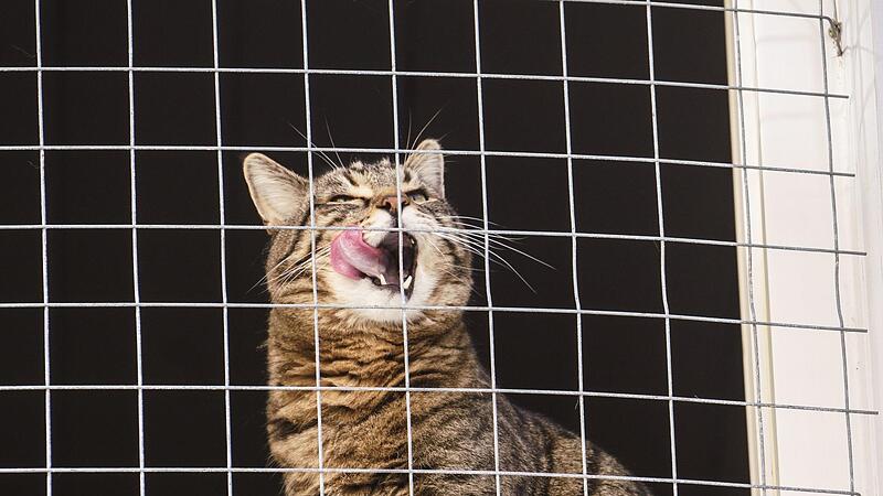 Im Landkreis Haßberge kommt es immer wieder zu Fällen von „Animal Hoarding“: Menschen horten Tiere oft auf engem Raum, ohne sie angemessen versorgen zu können.