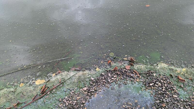 Kieswäsch Algen Kieswäsch Algen