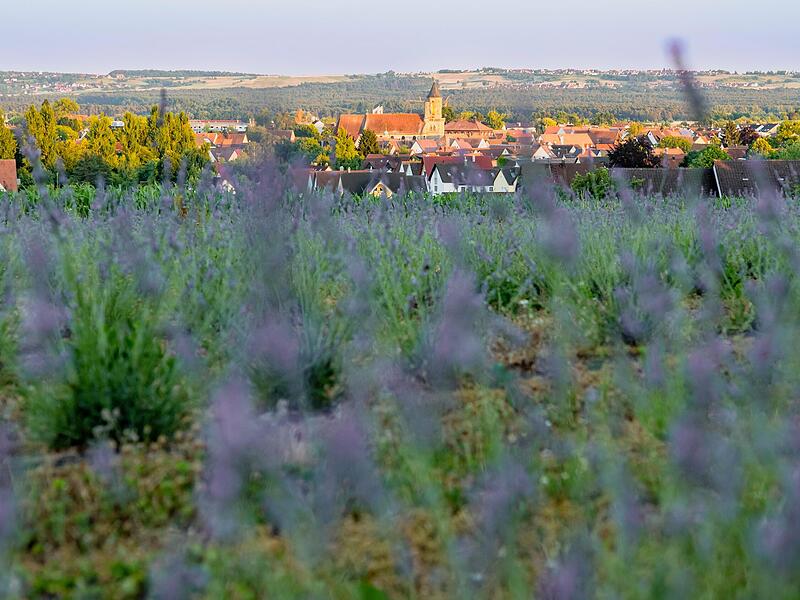 Bei Neunkirchen pflanzt Robert Schmitt Lavendel an.Forchheim & Fr&auml;nkische Schweiz