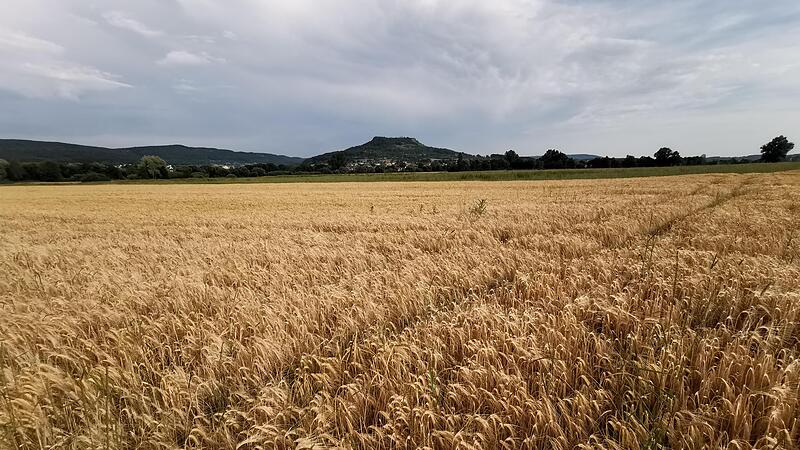 Bei Weilersbach sind viele Felder bereits goldgelb &ndash; und das obwohl die Pflanzen mitunter noch einige Zeit br&auml;uchten.Forchheim & Fr&auml;nkische Schweiz