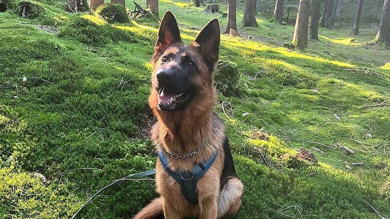 Schäferhündin Lassie Schäferhündin