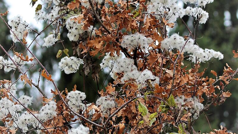 Waldrebe im jungen Eichenbaum