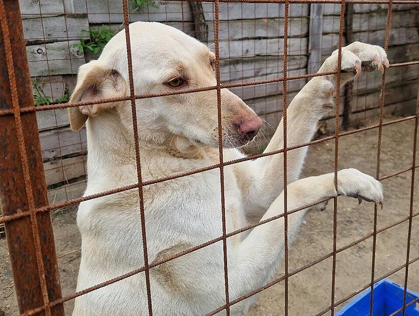 Hund
