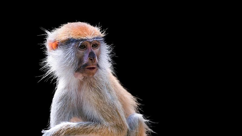 Ein Husarenaffe &ndash; &auml;hnlich wie auf diesem Bild &ndash; besch&auml;ftigte erneut das Gericht.