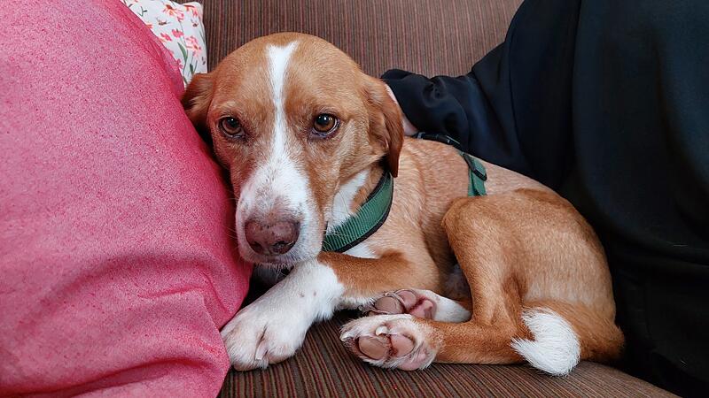 Hund Aaron wäre fast an Zigarettenstummeln gestorben, die am Hainpark zwischen Essensresten lagen.