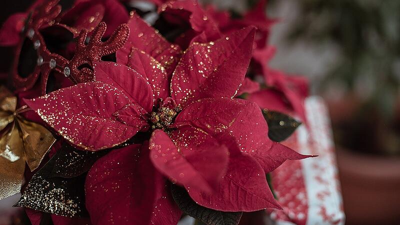 Weihnachtssterne zur Adventszeit Weihnachtssterne zur Adventszeit