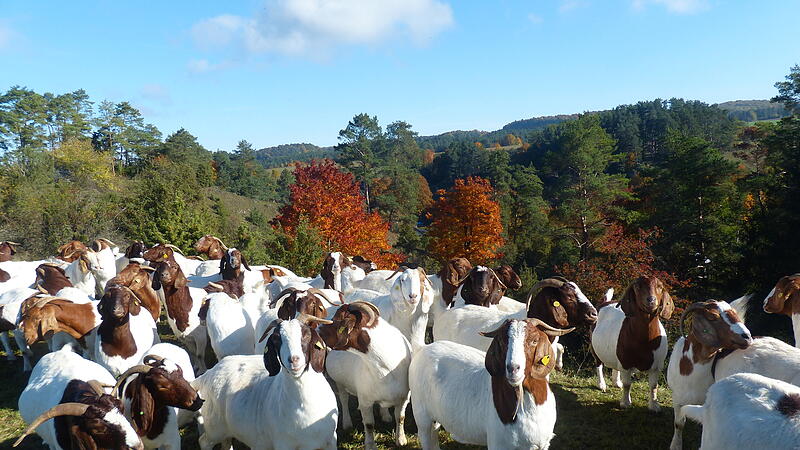 Ziegenherde oberhalb der Schl&ouml;tzm&uuml;hle im Schwalbachtal bei Wonsees im Landschaftspflegeeinsatz