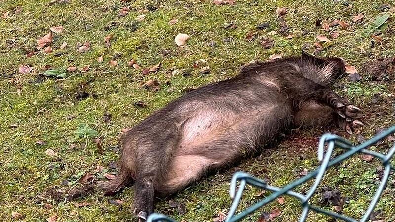 Auf dem zum Wald hin nicht eingez&auml;unten Grundst&uuml;ck einer Familie verendete dieses Wildschwein unmittelbar neben der Bebauung.
