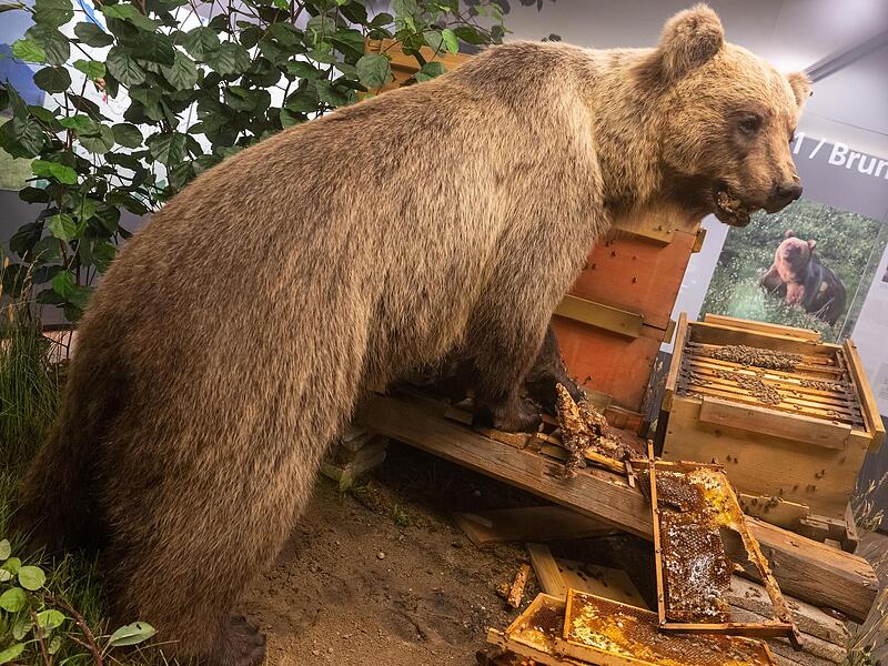 Der ausgestopfte Braunb&auml;r &bdquo;Bruno&ldquo;, ausgestellt im Museum &bdquo;Mensch und Natur&ldquo; in M&uuml;nchen.