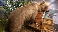 Der ausgestopfte Braunb&auml;r &bdquo;Bruno&ldquo;, ausgestellt im Museum &bdquo;Mensch und Natur&ldquo; in M&uuml;nchen.