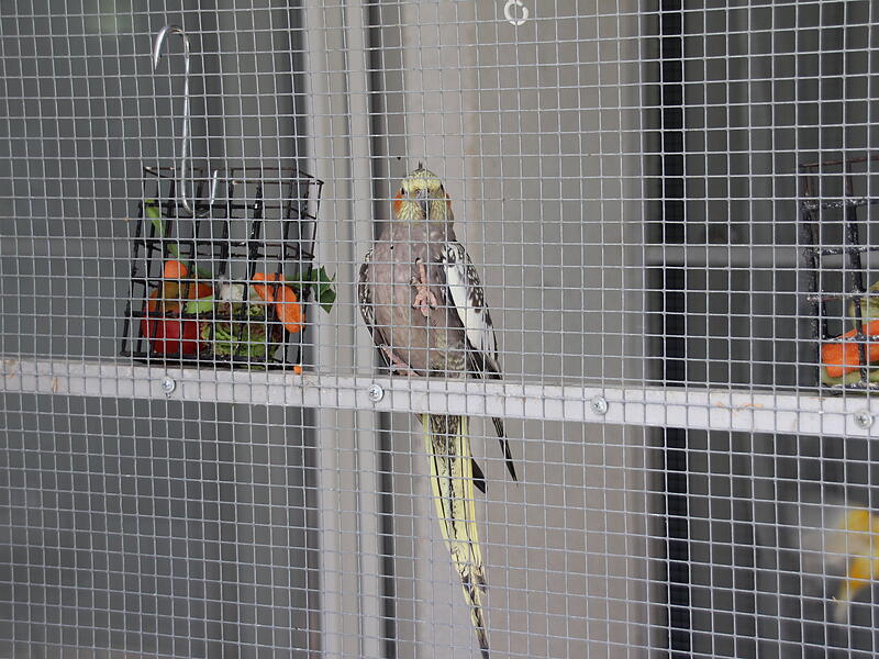 In der Voliere haben sie genug Platz zum Fliegen.Zwischen Papageien und Sittichen