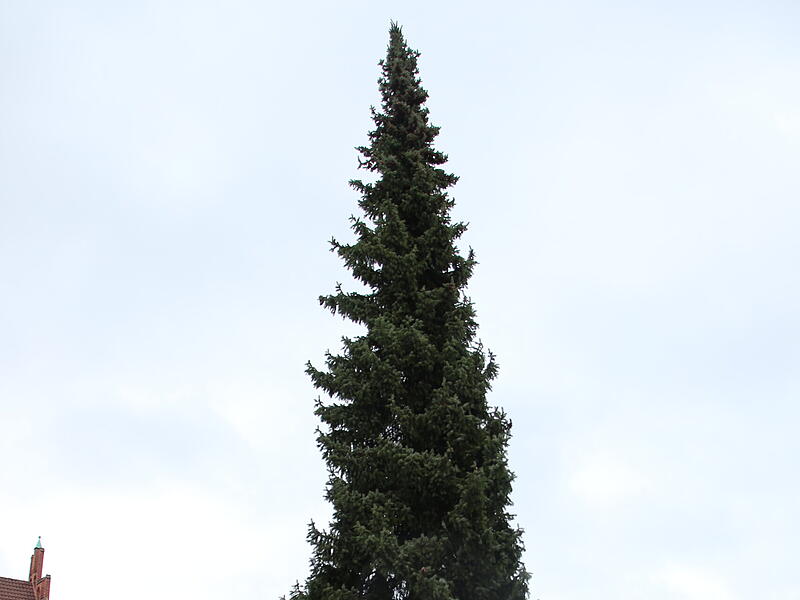 Der Coburger Weihnachtsbaum 2023 ist da