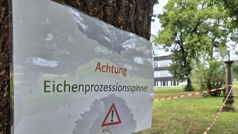 Eichenprozessionsspinner Stockheim