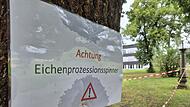 Eichenprozessionsspinner Stockheim Eichenprozessionsspinner Stockheim