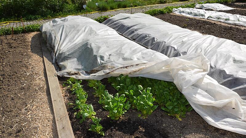 Eine Vliesabdeckung sch&uuml;tzt die jungen Pflanzen, wenn es nochmal k&auml;lter wird.