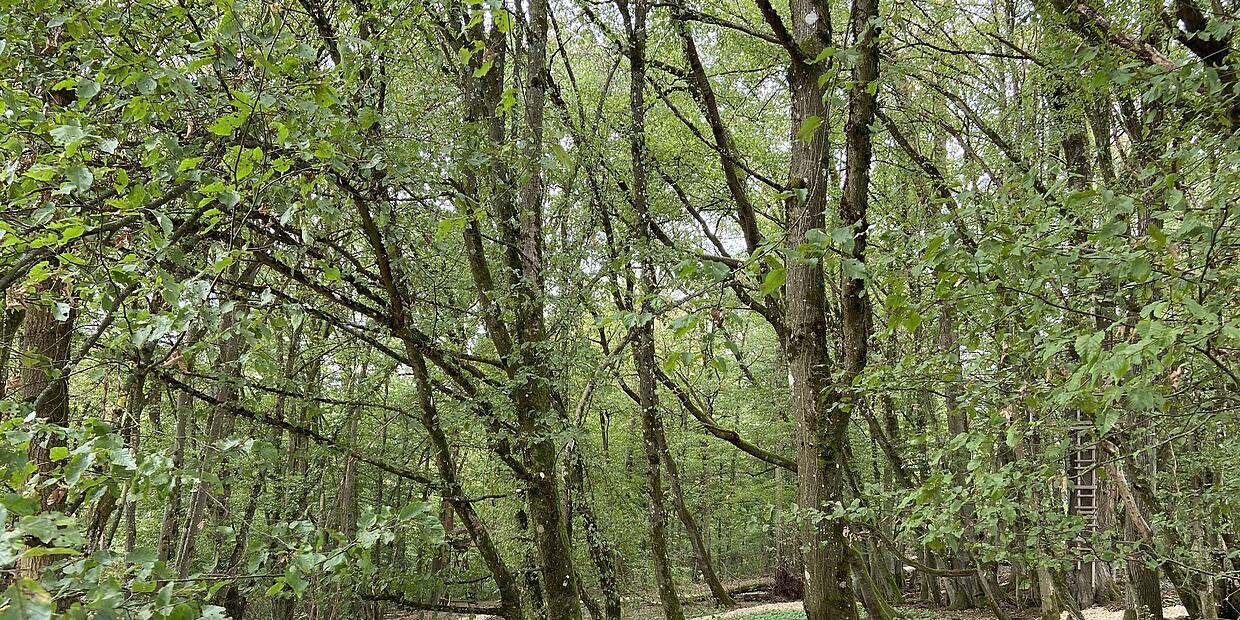 Heiligenfeld Kliniken öffnen Gärten der Seele in Kissingen