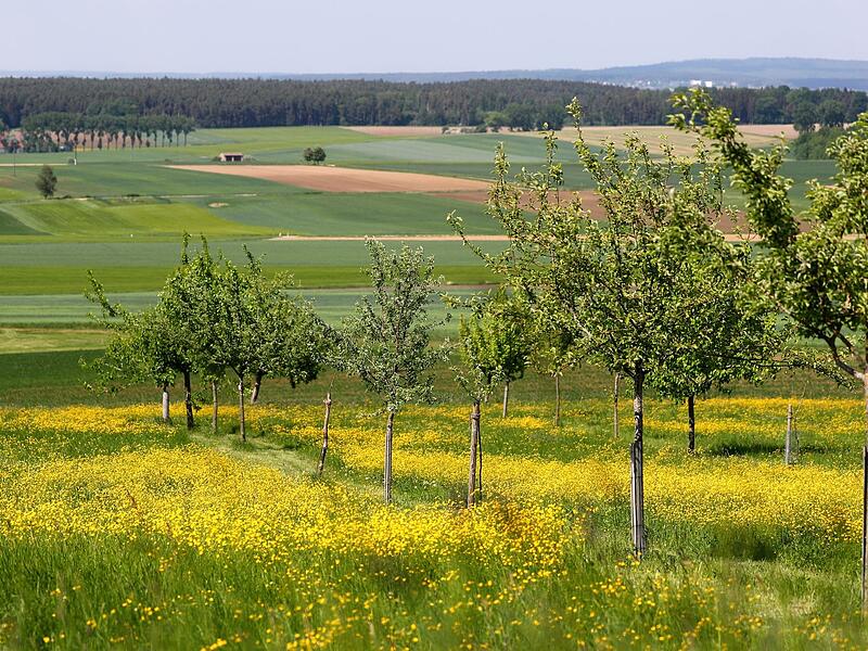 Streuobstwiese