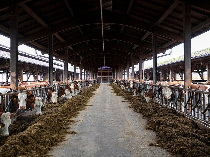 EU-Weidepflicht - k&uuml;nftig weniger Biomilch aus heimischer Erzeug