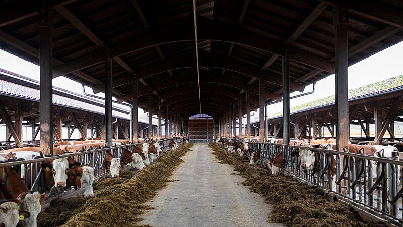 EU-Weidepflicht - künftig weniger Biomilch aus heimischer Erzeug EU-Weidepflicht - künftig weniger Biomilch aus heimischer Erzeug