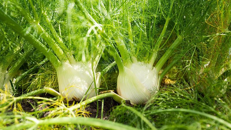 Wer zu hohen Blutdruck hat, sollte viel Fenchel essen. Wer zu hohen Blutdruck hat, sollte viel Fenchel essen.