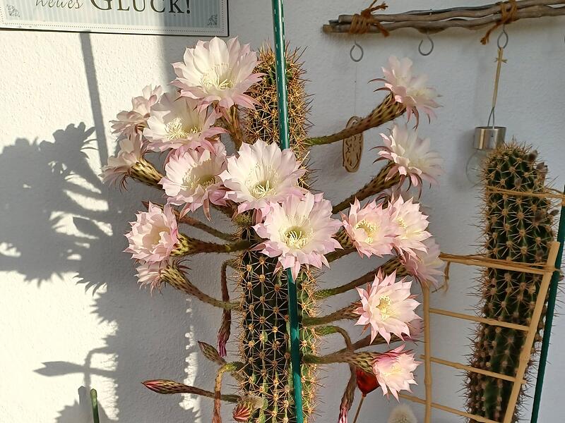 Dieser Kaktus hat im September mit 21 Blüten herrlich geblüht.