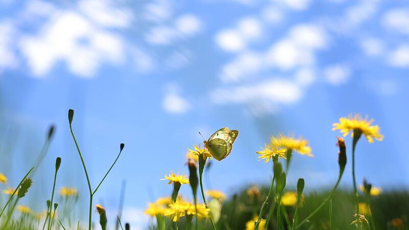 Schmetterling auf Blumenwiese