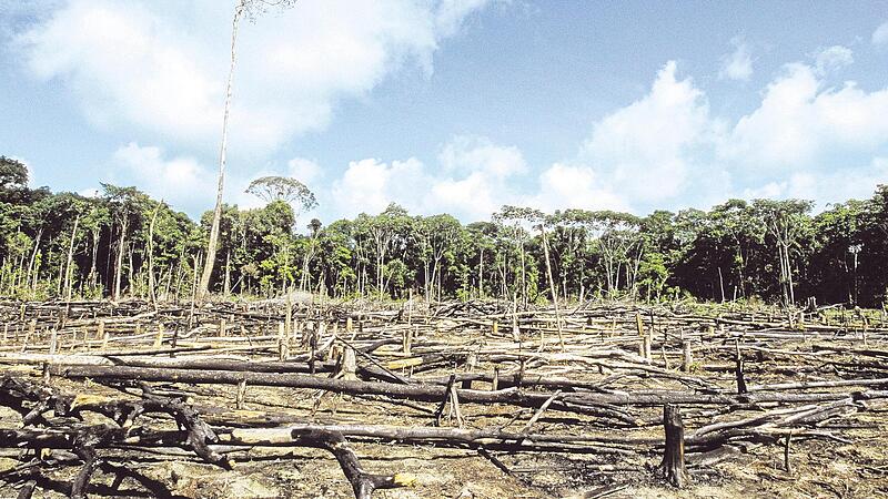 „Der Soja-Anbau kommt, rodet alles, es entsteht ein riesiges Soja-Feld“, sagt Pagé Nato, der spirituelle Führer der Tupinamba. Der Anbau töte Tiere und zerstöre das gesamte Ökosystem.