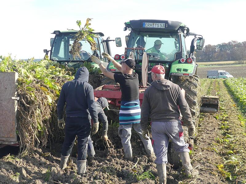 Andreas Schmidt steuert den Traktor zum Ernten der Krenstangen, die von Helfern in Biengarten auf einen Anhänger geschichtet werden.
