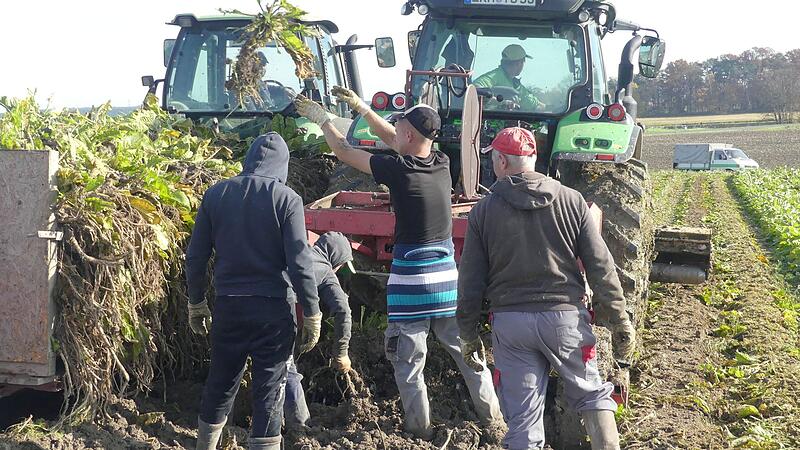 Andreas Schmidt steuert den Traktor zum Ernten der Krenstangen, die von Helfern in Biengarten auf einen Anhänger geschichtet werden. Andreas Schmidt steuert den Traktor zum Ernten der Krenstangen, die von Helfern in Biengarten auf einen Anhänger geschichtet werden.