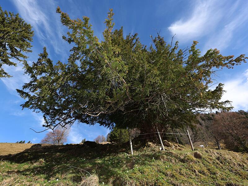 Alte Eibe im Allg&auml;u - m&ouml;glicherweise &auml;ltester Baum Deutschlands
