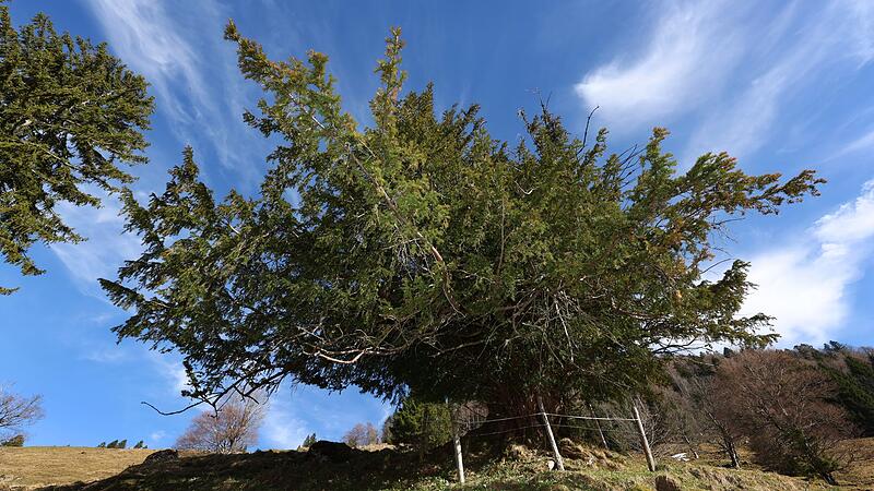 Alte Eibe im Allgäu - möglicherweise ältester Baum Deutschlands Alte Eibe im Allgäu - möglicherweise ältester Baum Deutschlands