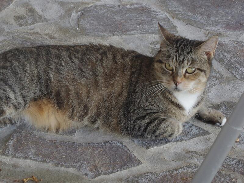 Tierheim Micky