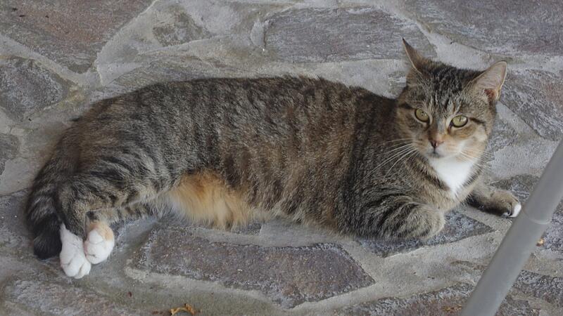 Tierheim Micky