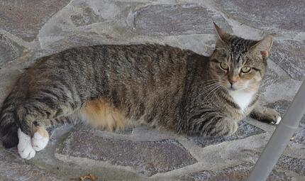 Tierheim Micky