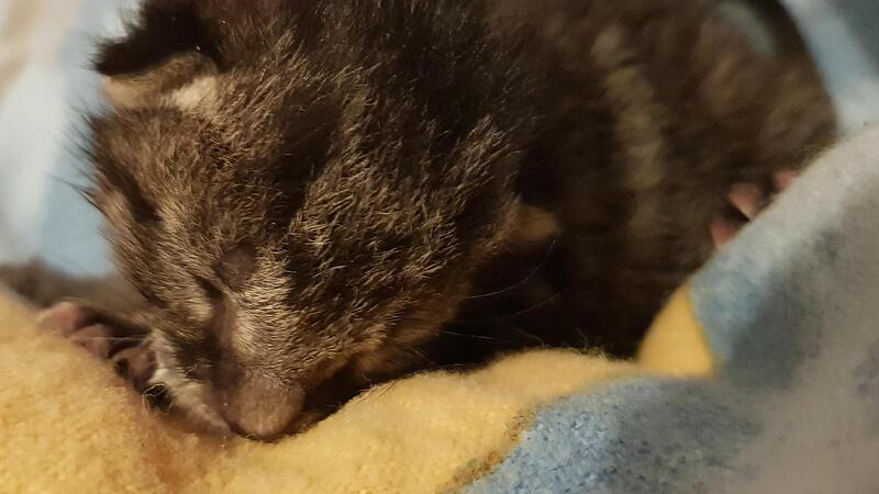 Die Nase in die Decke gesteckt und die Augen geschlossen schl&auml;ft K&auml;tzchen &bdquo;Diaz&ldquo; bei seiner neuen Ammenmutter.