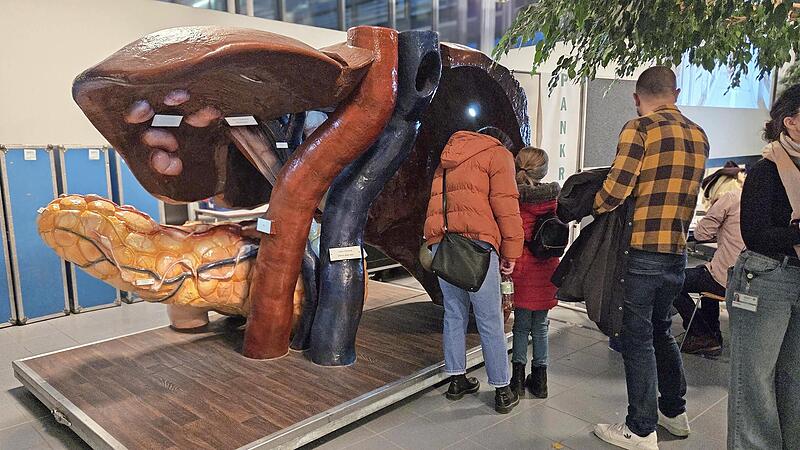 &Uuml;bergro&szlig;e Modelle von Organen in der Uniklinik Erlangen machten den K&ouml;rperbau anschaulich.