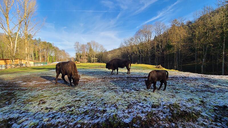 Wisent Tierpark HundshauptenForchheim & Fränkische Schweiz Wisent Tierpark HundshauptenForchheim & Fränkische Schweiz