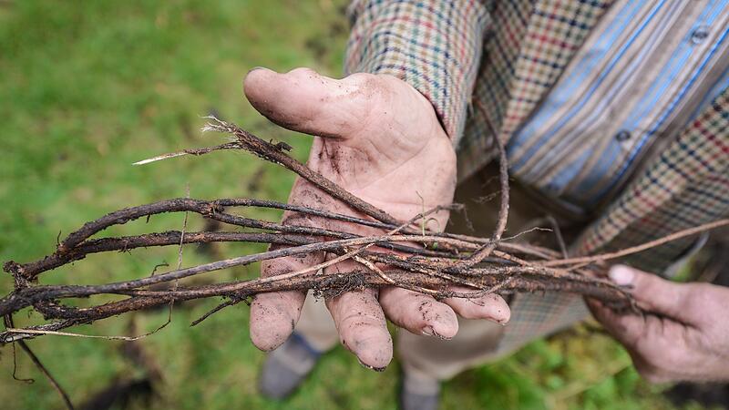 S&uuml;&szlig;holz-Ernte in Bamberg