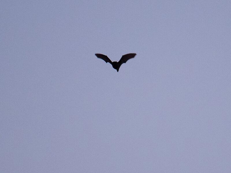 Fledermaus