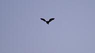 Fledermaus